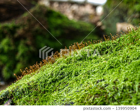 Moss in the forest. The twilight of the shade and sphagnum moss Moss in the forest. The twilight of the shade and sphagnum moss 139950904