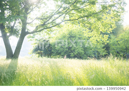 陽光透過樹木灑下，夏天的草地閃閃發光，構成了一座公園。 139950942