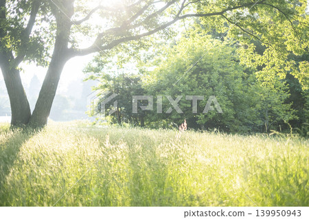 A park where sunlight filters through the trees and the summer grass shines brightly. A park where sunlight filters through the trees and the summer grass shines brightly. 139950943