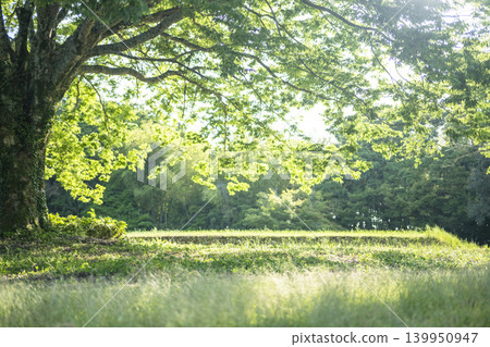 A park where sunlight filters through the trees and the summer grass shines brightly. 139950947