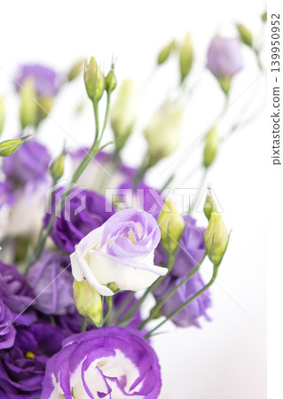 Purple rose flowers on white background Purple rose flowers on white background 139950952