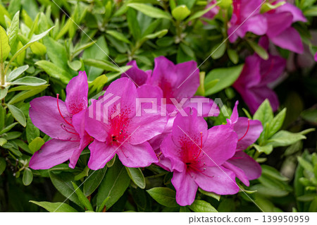 Azalea Azalea 139950959