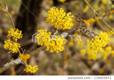 spring cornelian cherry tree yellow flowers 139950971