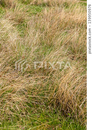 dry yellow last year grass mixed with fresh green dry yellow last year grass mixed with fresh green 139950976