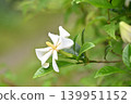 初夏的梔子花 139951152