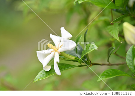 初夏的梔子花 139951152