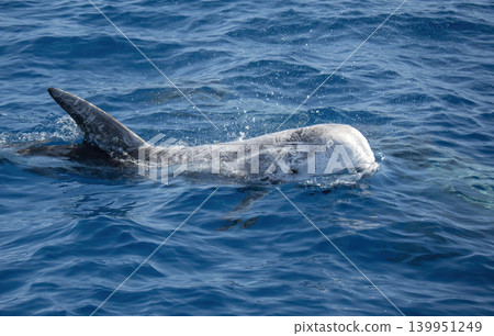 risso's dolphin grampus griseus close up breathing on sea surface risso's dolphin grampus griseus close up breathing on sea surface 139951249