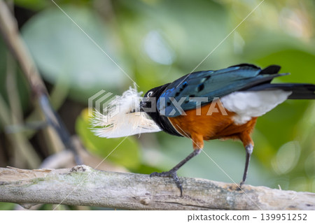 Lamprotornis superbus bird know as superb starling highly colorful, iridescent songbird native to East Africa. holding a feather in the beak Lamprotornis superbus bird know as superb starling highly colorful, iridescent songbird native to East Africa. holding a feather in the beak 139951252
