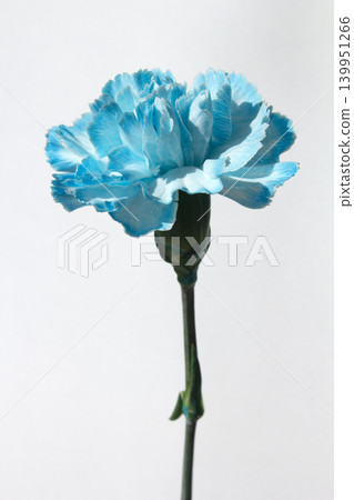 It's a white background and blue carnations. It's a white background and blue carnations. 139951266