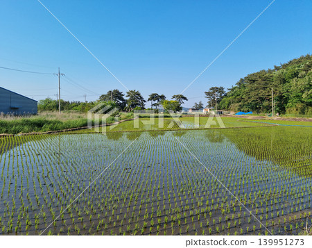 This is a rice field where rice planting has been completed. 139951273