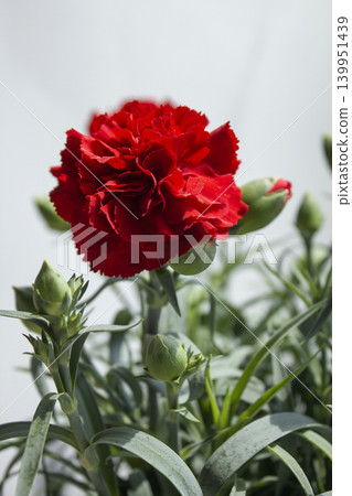 It is a red carnation flowerpot. It is a red carnation flowerpot. 139951439