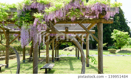 A refreshing spring park, with wisteria in full bloom, Akita City A refreshing spring park, with wisteria in full bloom, Akita City 139951484