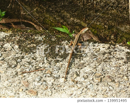 A dignified-looking lizard A dignified-looking lizard 139951495