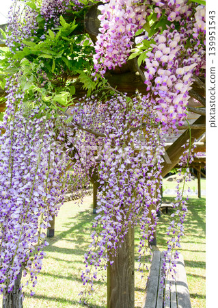 A refreshing spring park, with wisteria in full bloom, Akita City A refreshing spring park, with wisteria in full bloom, Akita City 139951543