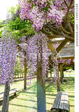 秋田市春意盎然的公園,紫藤花盛開,令人心曠神怡。 秋田市春意盎然的公園,紫藤花盛開,令人心曠神怡。 139951544