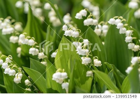 lily of the valley lily of the valley 139951549