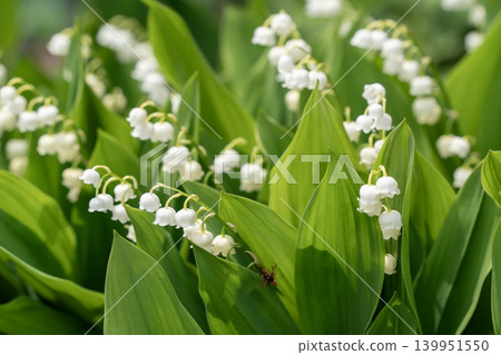 lily of the valley lily of the valley 139951550