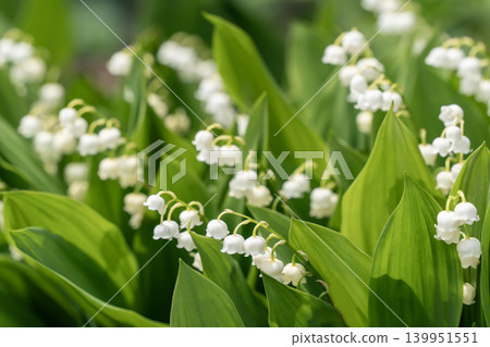 lily of the valley lily of the valley 139951551