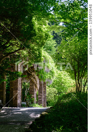 秋田市春意盎然的花園，紫藤花盛開，令人心曠神怡。 139951648