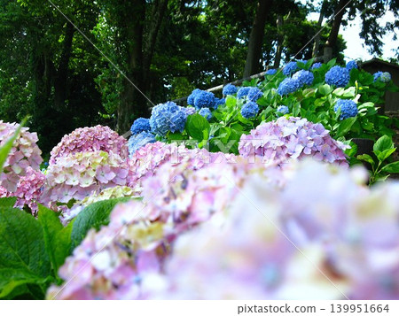 Blue and pink hydrangeas blooming on the slope Blue and pink hydrangeas blooming on the slope 139951664