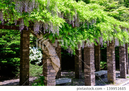 A refreshing spring day: Wisteria in full bloom on a garden trellis in Akita City. A refreshing spring day: Wisteria in full bloom on a garden trellis in Akita City. 139951685