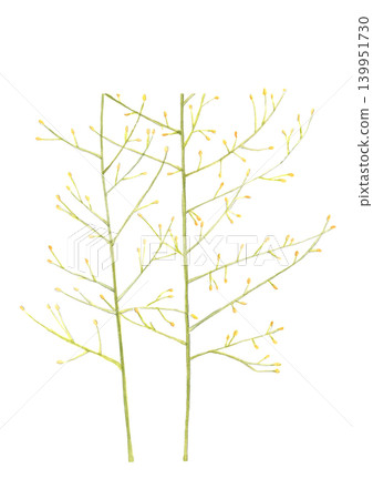 Watercolor painting of growing asparagus [Hand-drawn] White background, cutout, with space for copying 139951730