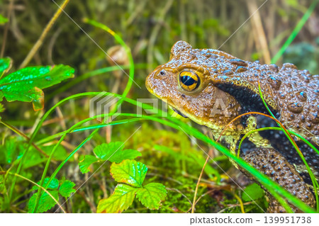 Japanese toad Japanese toad 139951738
