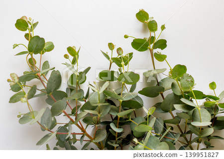 Plant material featuring round-leaved eucalyptus leaves and a white background. Plant material featuring round-leaved eucalyptus leaves and a white background. 139951827
