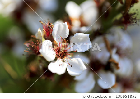 White flowers of the Rhaphiolepis indica bloom in the faint sunlight of spring. 139951852