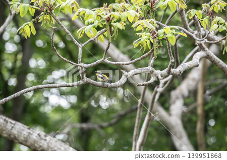 Kibitaki of the fresh green forest Kibitaki of the fresh green forest 139951868