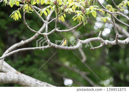 Kibitaki of the fresh green forest Kibitaki of the fresh green forest 139951873