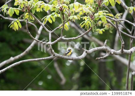 Kibitaki of the fresh green forest Kibitaki of the fresh green forest 139951874