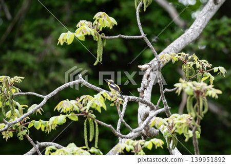 Kibitaki of the fresh green forest Kibitaki of the fresh green forest 139951892