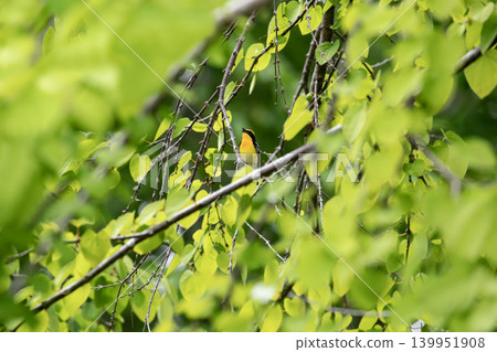 Kibitaki of the fresh green forest 139951908