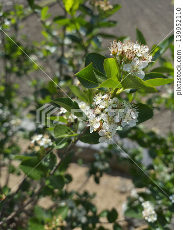 This is a close-up of a white aronia flower. This is a close-up of a white aronia flower. 139952110