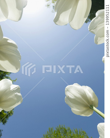 It is a white tulip seen from a low angle. It is a white tulip seen from a low angle. 139952111