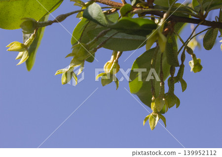 Unripe Ripe Autumn Olive Berries (Elaeagnus Umbellata) and leaves Unripe Ripe Autumn Olive Berries (Elaeagnus Umbellata) and leaves 139952112