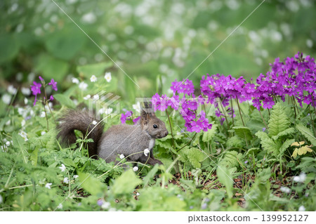 Ezoris of early spring forest Ezoris of early spring forest 139952127