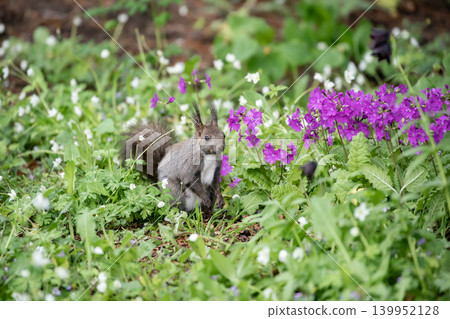 Ezoris of early spring forest Ezoris of early spring forest 139952128