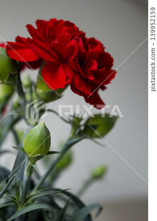It is a red carnation flowerpot. It is a red carnation flowerpot. 139952159