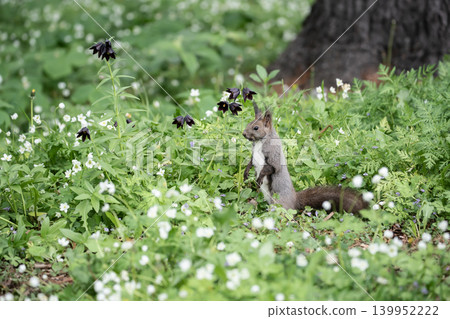 Ezoris of early spring forest Ezoris of early spring forest 139952222