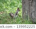 Ezoris of early spring forest 139952225
