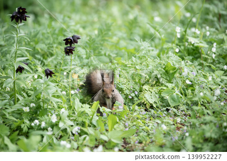 Ezoris of early spring forest Ezoris of early spring forest 139952227