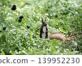 Ezoris of early spring forest 139952230