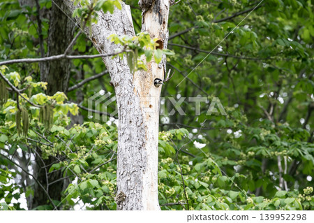 A Great Spotted Woodpecker raising its young A Great Spotted Woodpecker raising its young 139952298