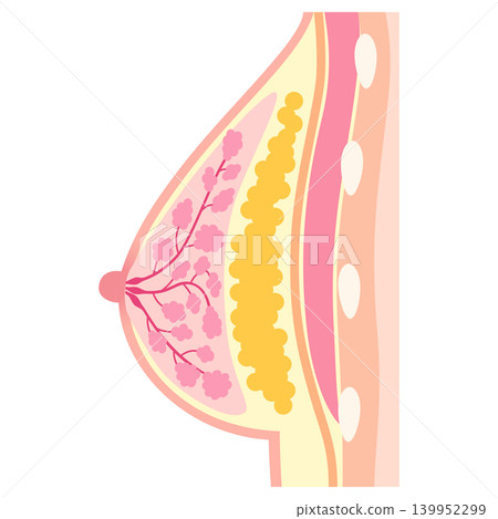 自體脂肪隆乳;隆乳手術結構;自體脂肪隆乳。 自體脂肪隆乳;隆乳手術結構;自體脂肪隆乳。 139952299