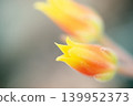 Succulent flowers bathed in soft light 139952373