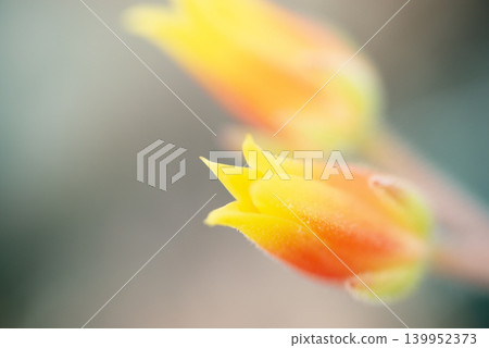 Succulent flowers bathed in soft light 139952373