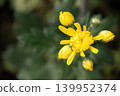 Gently blooming yellow chrysanthemum flowers 139952374