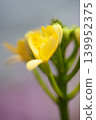 Yellow orchids blooming in soft light 139952375